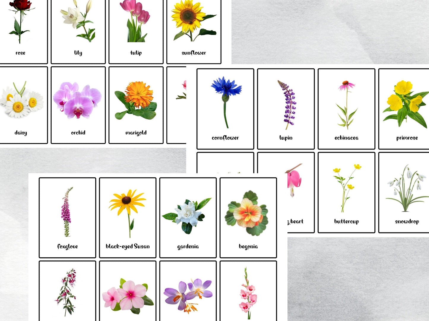 40 Real Flower Flash Cards, Toddle Flash Cards, Garden Preschool Printables