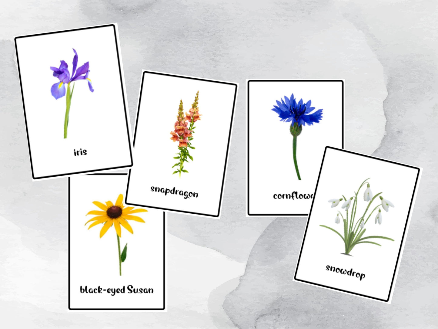 40 Real Flower Flash Cards, Toddle Flash Cards, Garden Preschool Printables