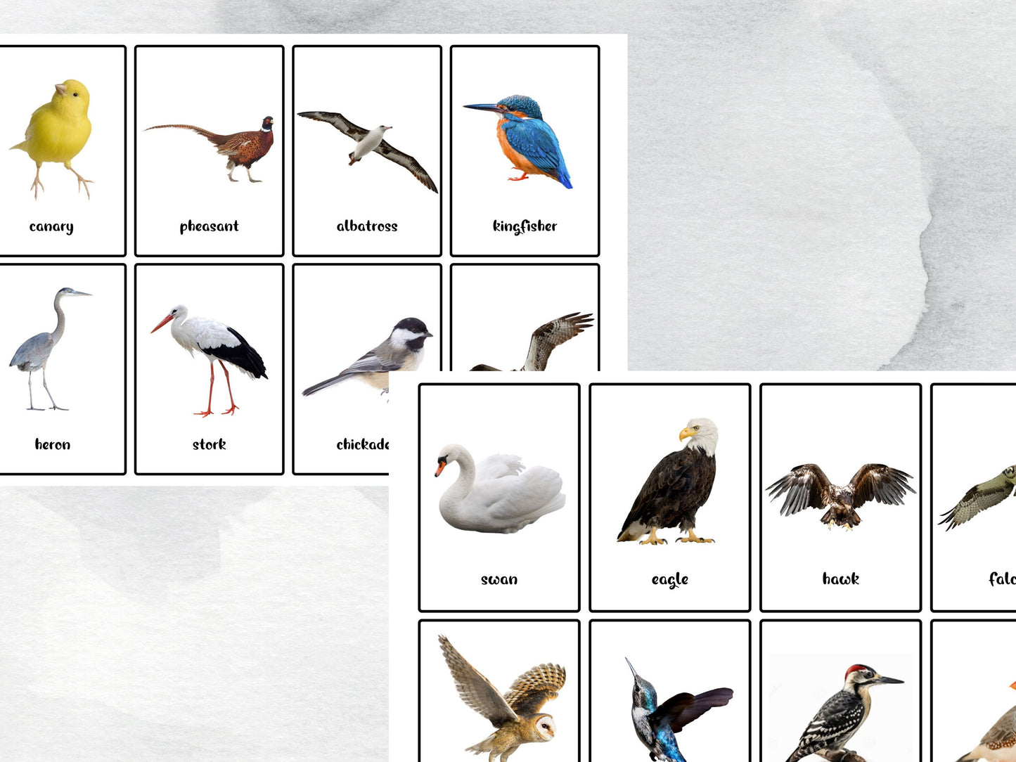 40 Bird Flash Cards, Bird Identification Printable Learning Materials