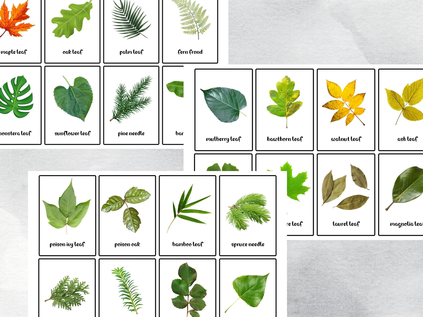 40 Leaf & Foliage Printable Flashcards, Printable Montessori Cards