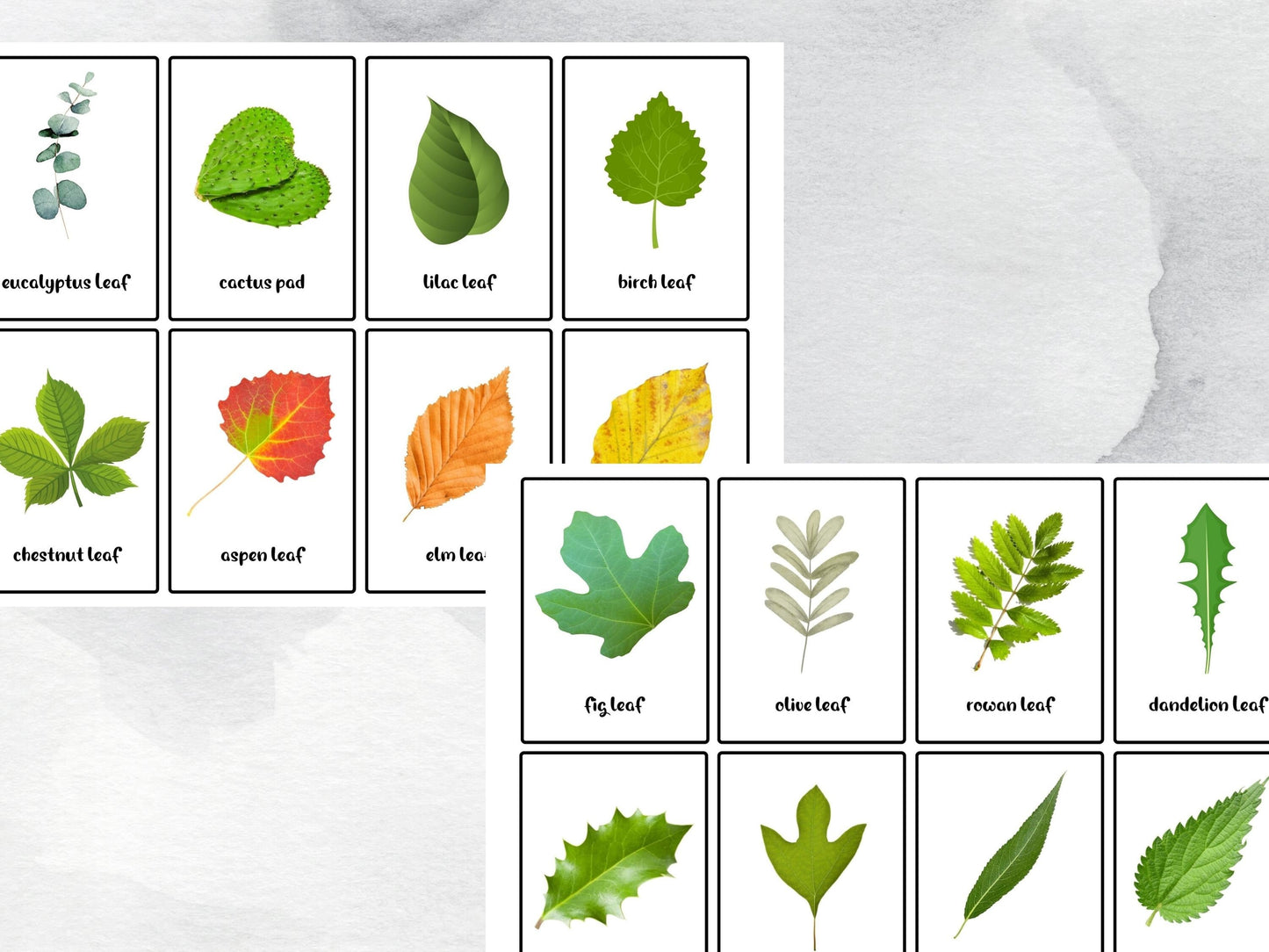 40 Leaf & Foliage Printable Flashcards, Printable Montessori Cards