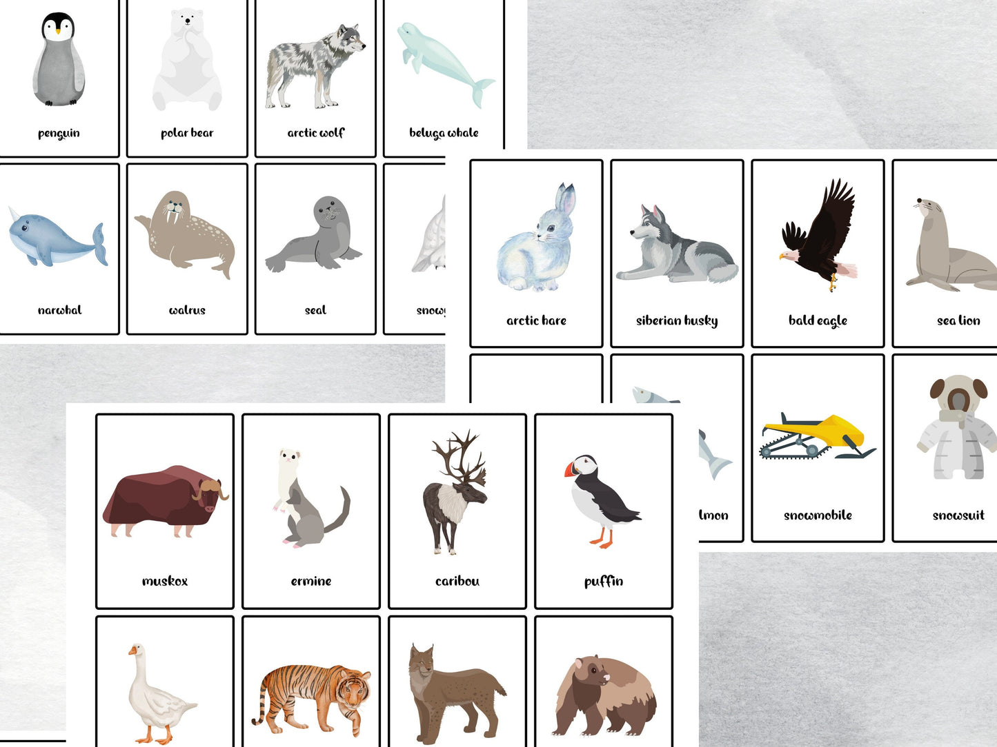 40 Cold Weather Flash Cards, Arctic Animal Vocabulary