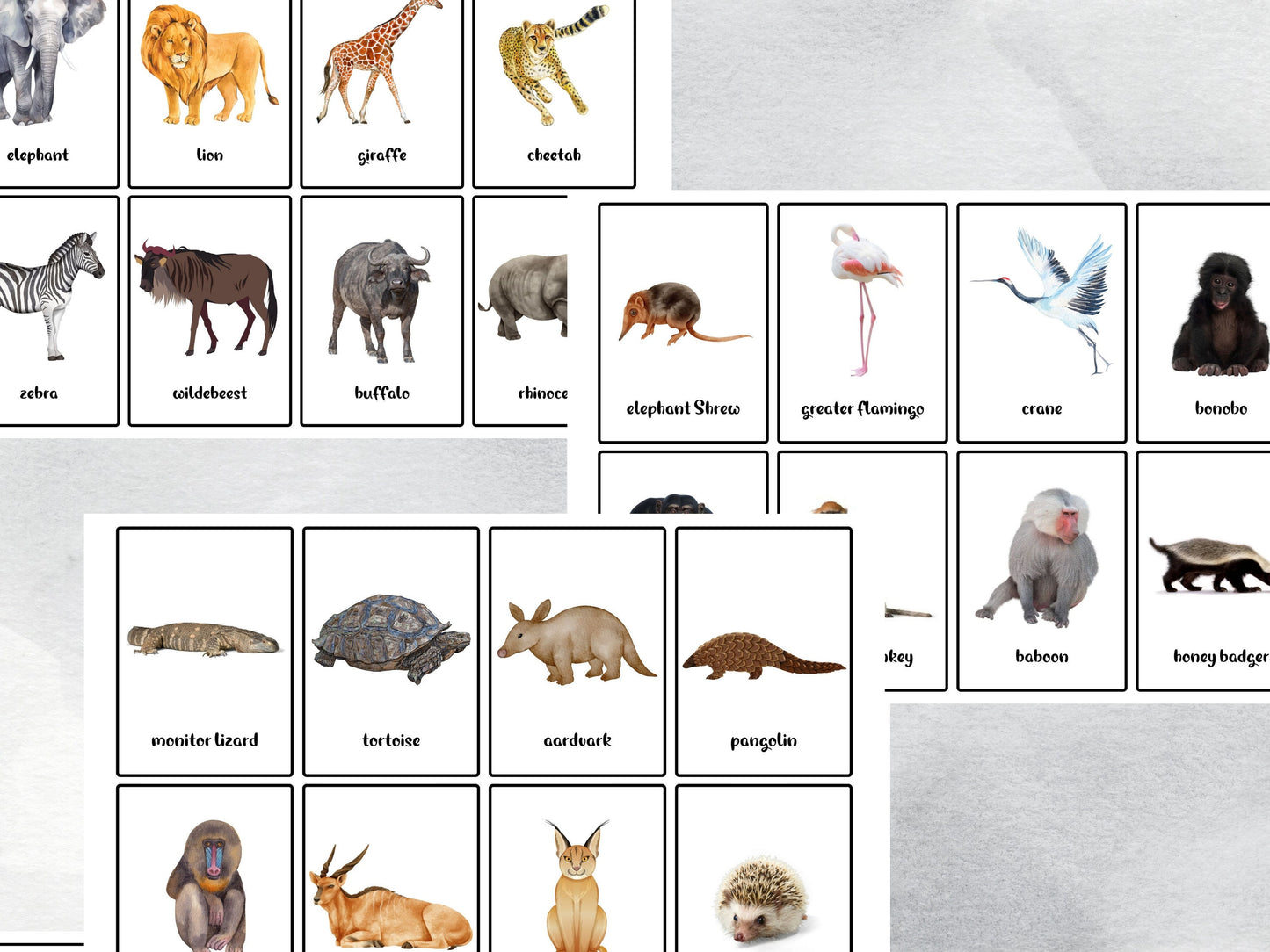 40 Savannah Animals Flash Cards, African Safari Animal Vocabulary