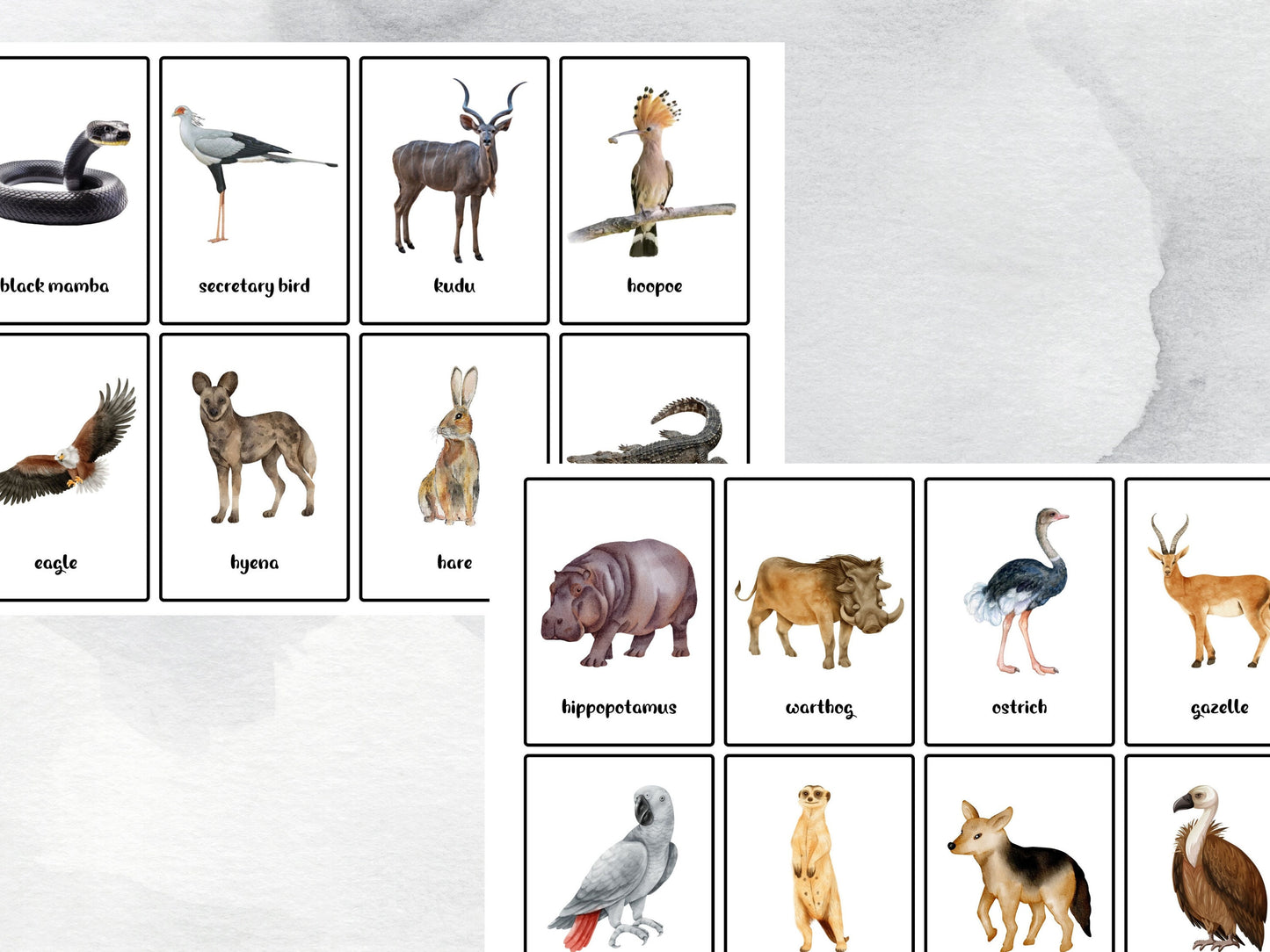 40 Savannah Animals Flash Cards, African Safari Animal Vocabulary