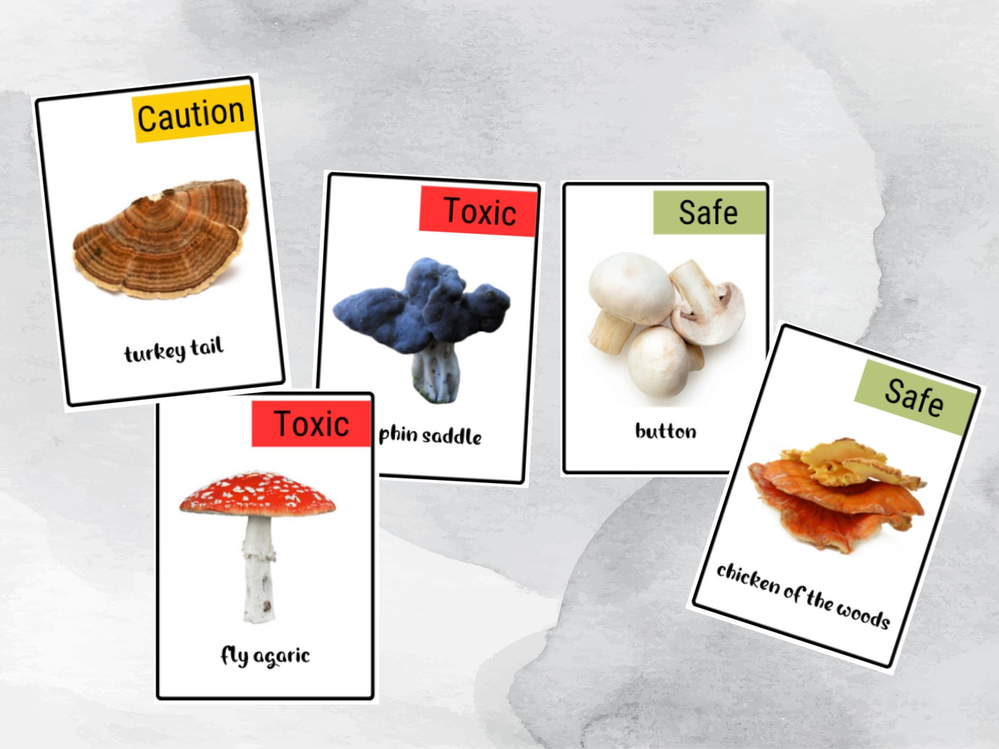 40 Mushroom Flash Card, Safe & Dangerous Fungi Species Identification