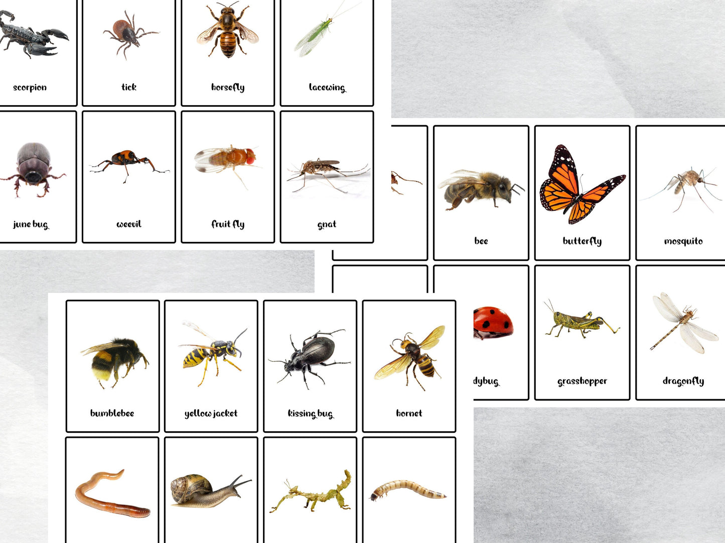 40 Insect Printable Flash Cards, Home School & Classroom Nature Study