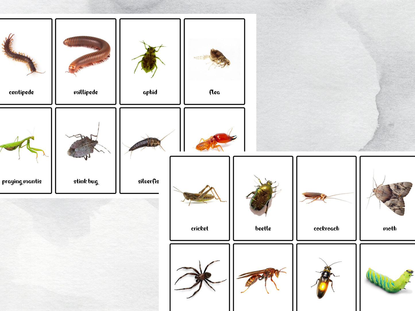 40 Insect Printable Flash Cards, Home School & Classroom Nature Study