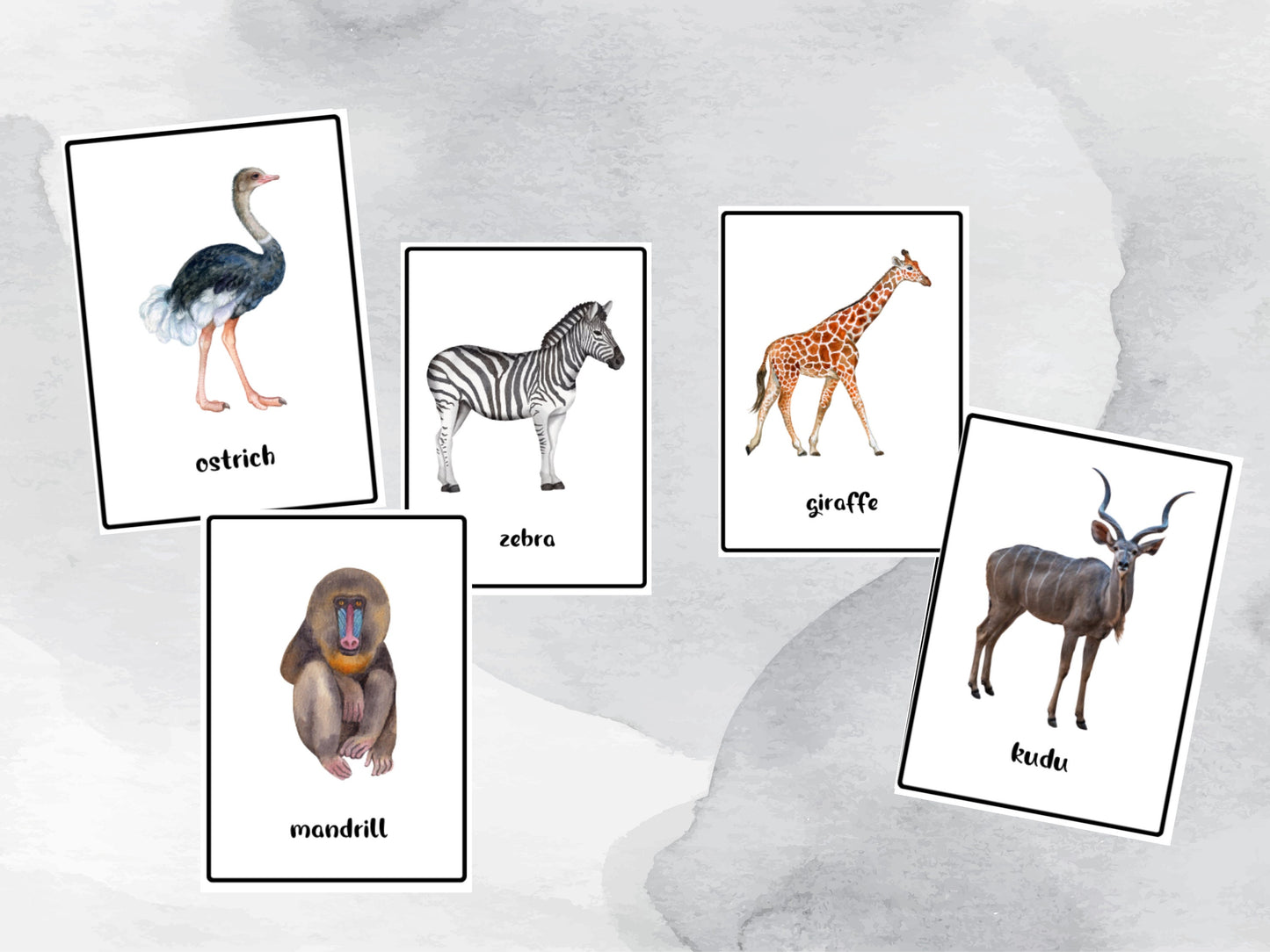 40 Savannah Animals Flash Cards, African Safari Animal Vocabulary