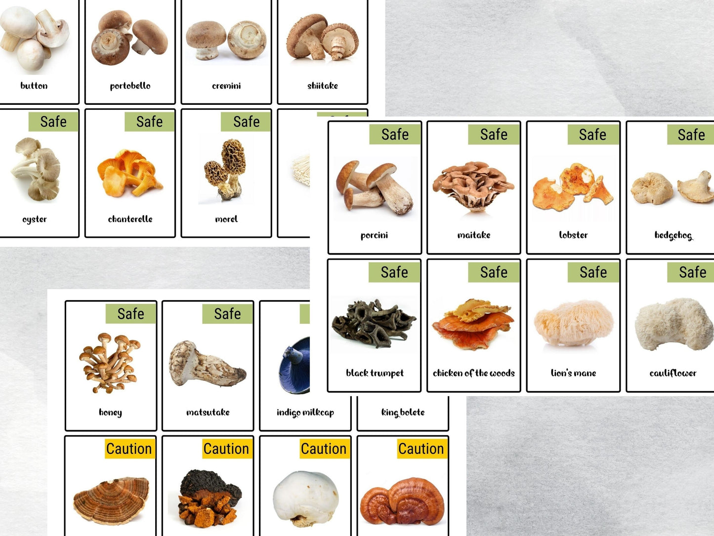 40 Mushroom Flash Card, Safe & Dangerous Fungi Species Identification