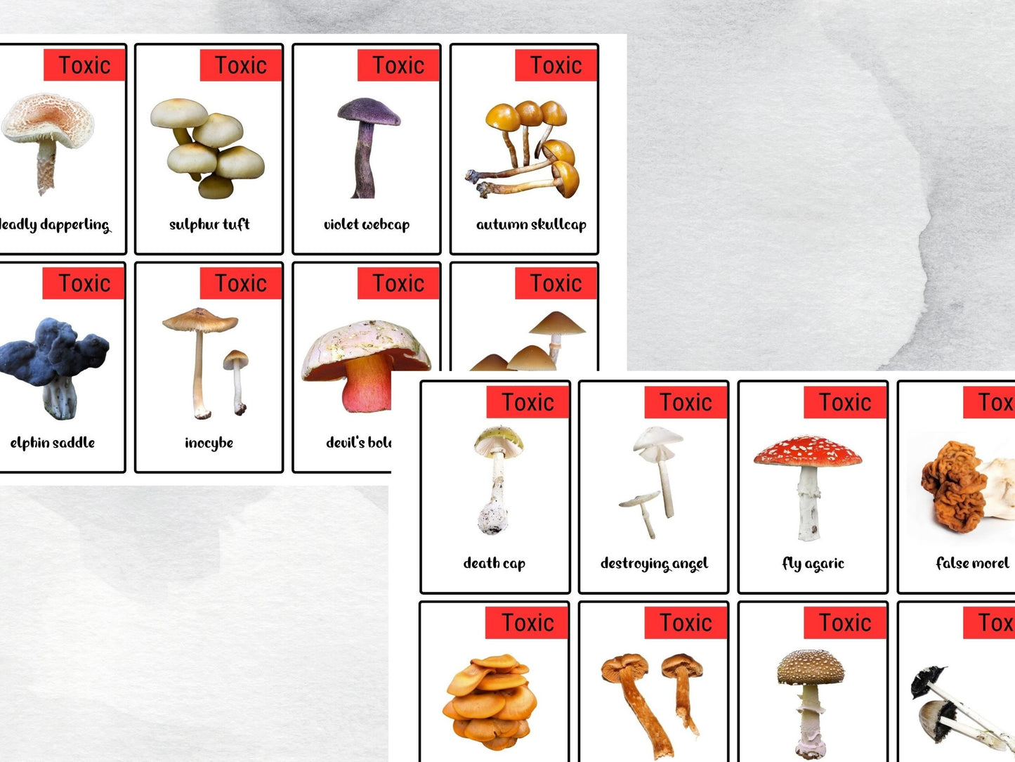 40 Mushroom Flash Card, Safe & Dangerous Fungi Species Identification