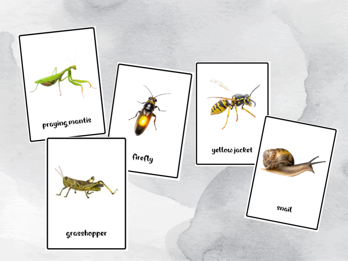 40 Insect Printable Flash Cards, Home School & Classroom Nature Study