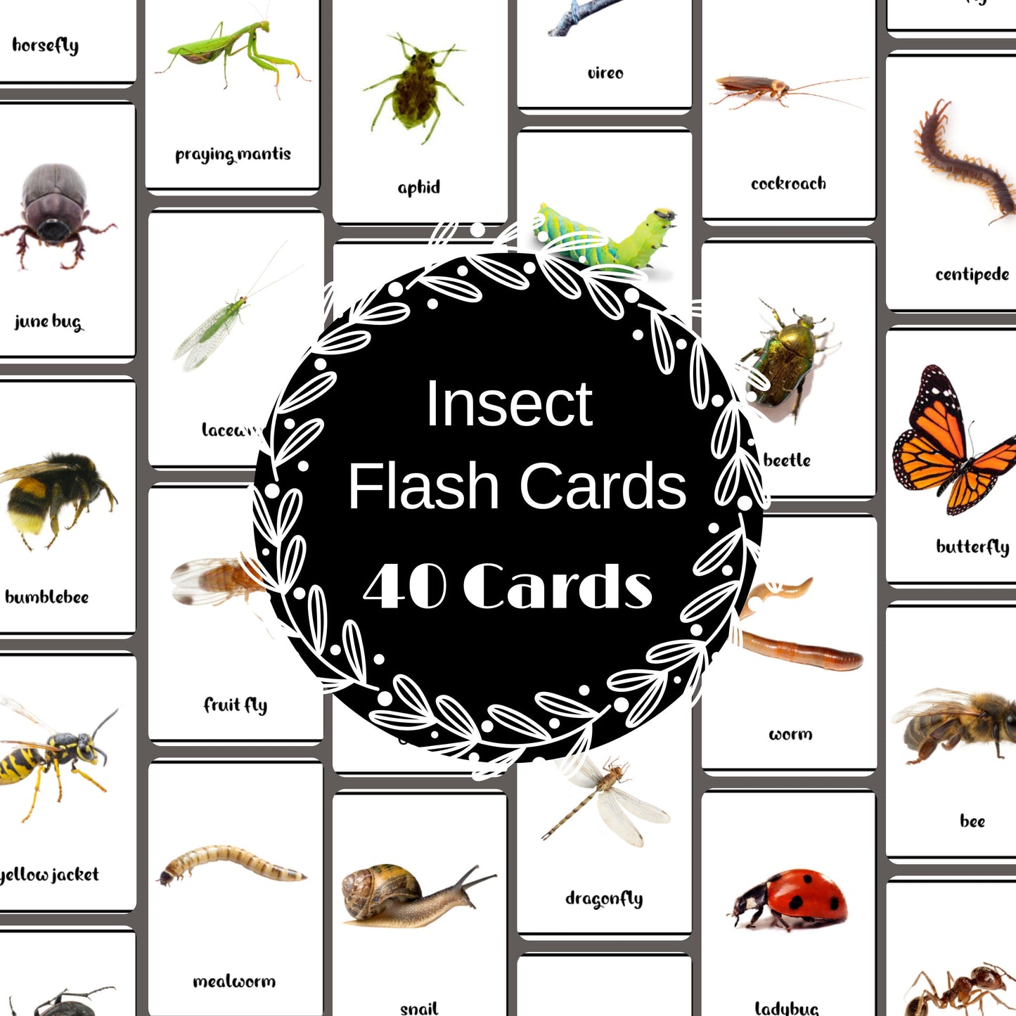 40 Insect Printable Flash Cards, Home School & Classroom Nature Study